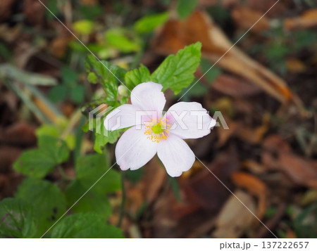 シュウメイギク 137222657