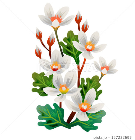 jasmine white flower botanical illustration jasmine white flower botanical illustration 137222695