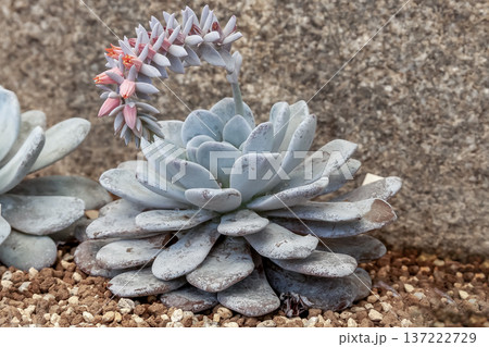 エケベリアのかわいい花【多肉植物】 137222729