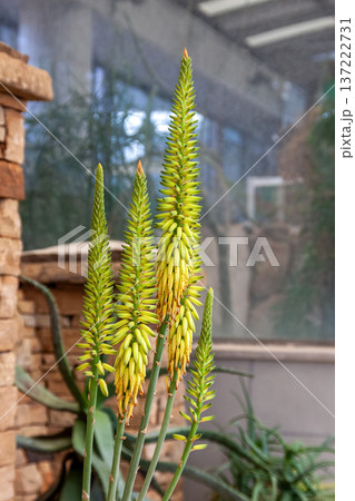 根生葉が多数重なっているアロエベラ【ツルボラン科 137222731