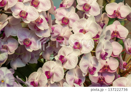 背景素材としてのコチョウラン造形【ラン科植物】 137222736