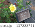 井頭公園　バラ園　ゴールドバニー 137222751