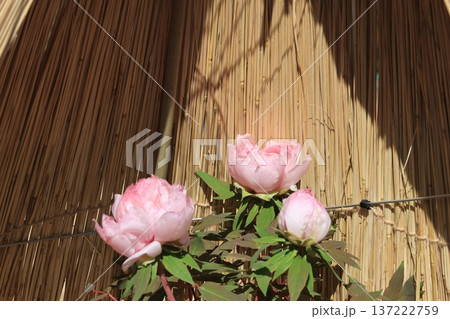 陽だまりに咲く牡丹の花 陽だまりに咲く牡丹の花 137222759