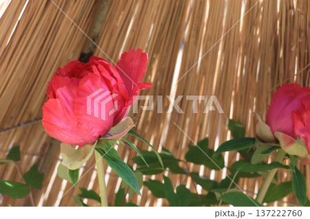 陽だまりに咲く牡丹の花 陽だまりに咲く牡丹の花 137222760