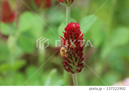 ベニバナツメクサとミツバチ 13 ベニバナツメクサとミツバチ 13 137222902