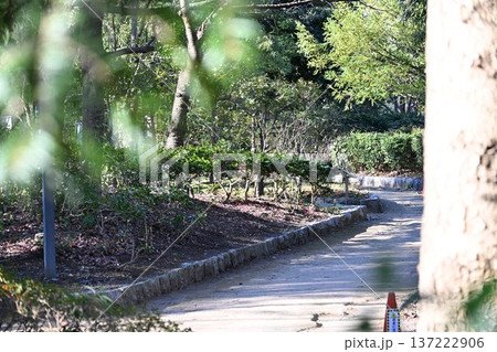 公園の道 137222906