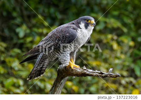 山奥の枯れ木に留まるハヤブサ成鳥の雌 137223016