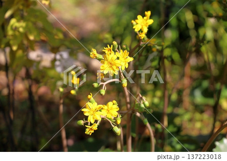 ツワブキの花 137223018