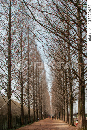 Symmetrical tree lined road with people walking in winter 137223026