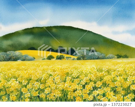 青空の下に広がる菜の花畑 春の風景 水彩イラスト 137223027