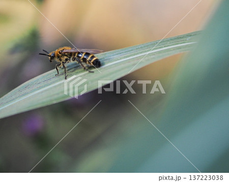 秋の葉に止まる蜂 秋の葉に止まる蜂 137223038