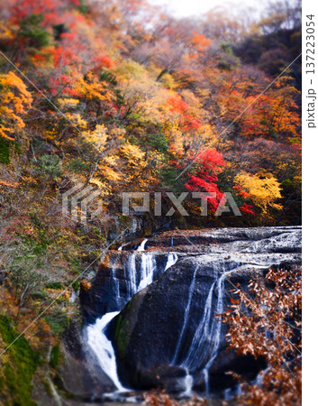 紅葉に包まれる袋田の滝 紅葉に包まれる袋田の滝 137223054
