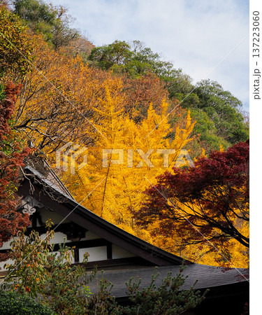 紅葉に包まれる袋田の寺 紅葉に包まれる袋田の寺 137223060