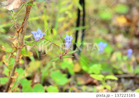 爽やか　リンドウの花 137223165