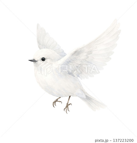 水彩風 白い小鳥 羽ばたく姿 切り抜き素材 かわいいナチュラルイラスト 137223200