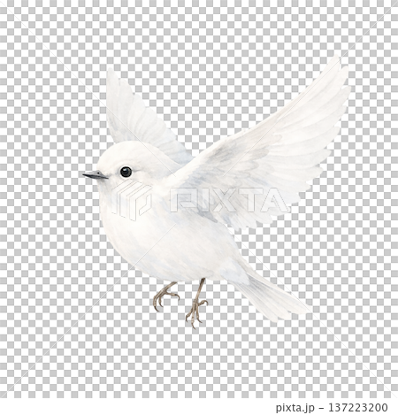 水彩風 白い小鳥 羽ばたく姿 切り抜き素材 かわいいナチュラルイラスト 137223200