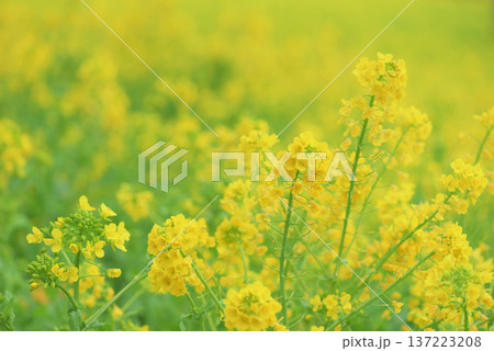 菜の花畑の黄色いじゅうたん 137223208