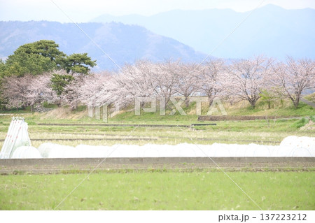 近所の桜並木 137223212