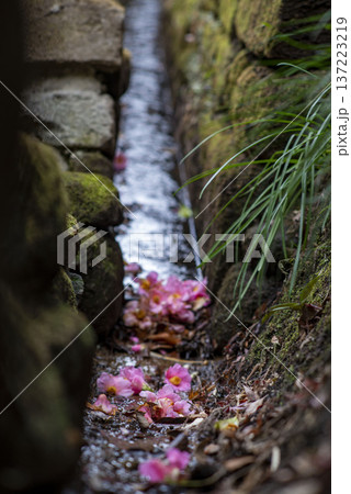 鎌倉26216　杉本寺1　落ち椿 137223219