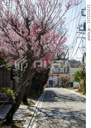 鎌倉26221　荏柄天神社2　梅 137223221