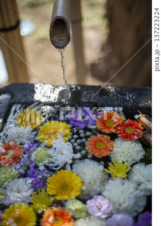 藤沢26223 常立寺1 花手水 藤沢26223 常立寺1 花手水 137223224