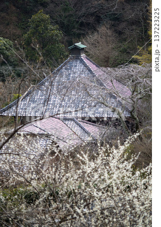 鎌倉26223 光則寺1 梅 鎌倉26223 光則寺1 梅 137223225