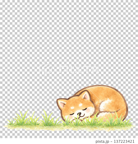 水彩風 眠る柴犬 切り抜き素材 ほのぼのナチュラルイラスト 137223421