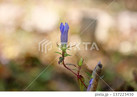 爽やか リンドウの花 爽やか リンドウの花 137223430