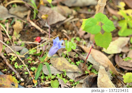 爽やか リンドウの花 爽やか リンドウの花 137223431