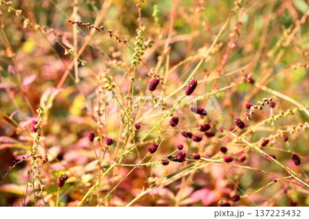 ワレモコウの花 137223432