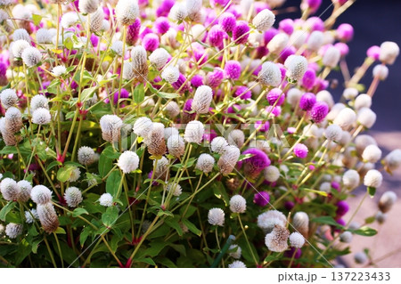 爽やか センニチコウの花 爽やか センニチコウの花 137223433