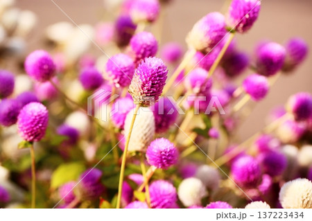可愛い センニチコウの花 可愛い センニチコウの花 137223434