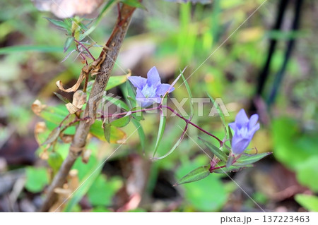 爽やか　リンドウの花 137223463