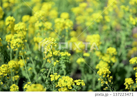 菜の花 お花 春 黄色 3月 【神奈川県】 菜の花 お花 春 黄色 3月 【神奈川県】 137223471
