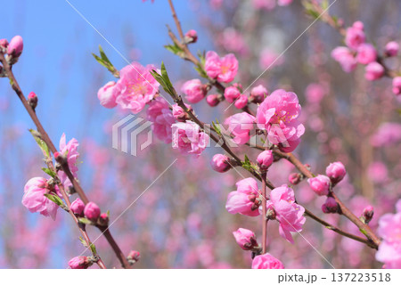 桃の花 137223518