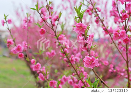 桃の花 137223519