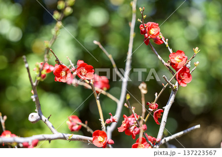 ボケの花 赤色 春 3月 137223567