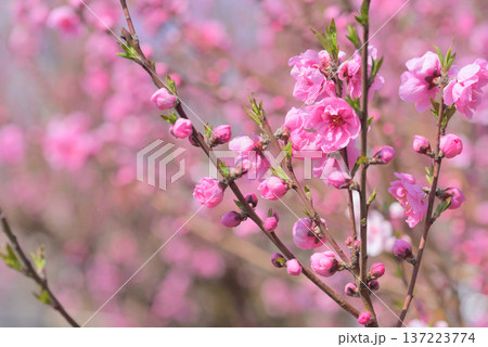 桃の花 137223774