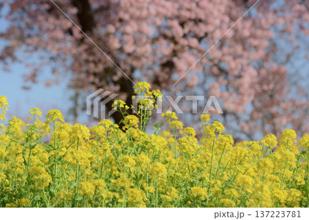菜の花と大島桜 137223781