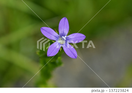 ヒナキキョウソウの花 ヒナキキョウソウの花 137223824