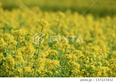 菜の花畑の黄色いじゅうたん 菜の花畑の黄色いじゅうたん 137223832