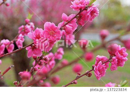 桃の花 137223834