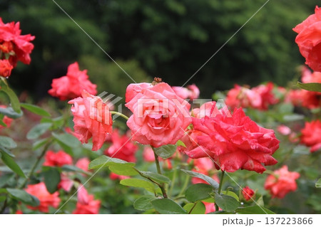 薔薇 賛歌 6 薔薇 賛歌 6 137223866