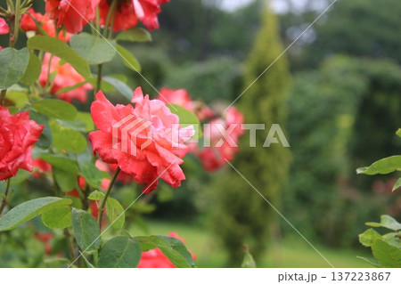 薔薇 賛歌 7 薔薇 賛歌 7 137223867