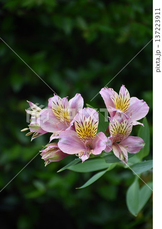 ユリズイセンの花 137223911