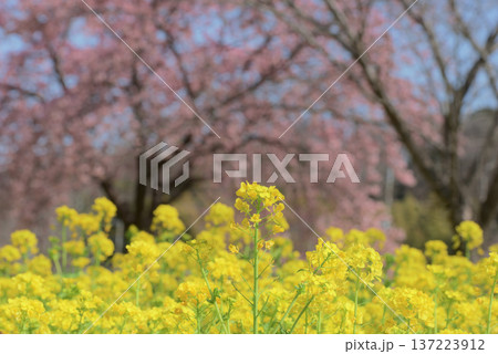 菜の花と大島桜 137223912