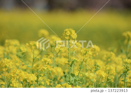 菜の花畑の黄色いじゅうたん 菜の花畑の黄色いじゅうたん 137223913