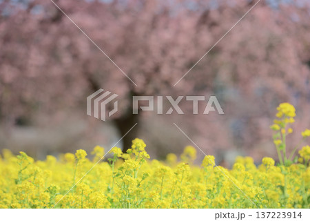菜の花と大島桜 菜の花と大島桜 137223914