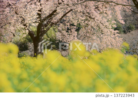 菜の花と大島桜 菜の花と大島桜 137223943