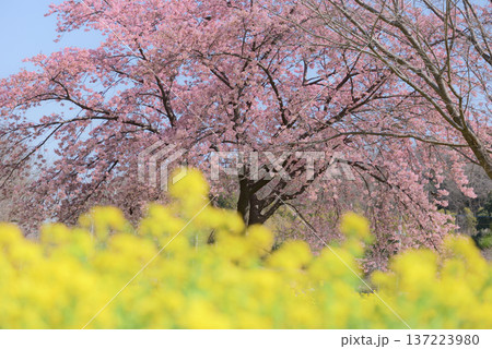 菜の花と大島桜 菜の花と大島桜 137223980